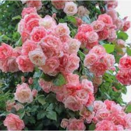 Waterfish seedling "Amaretto", 1 pc, spring 2024