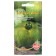 Seed Tomat "Emerald Apple", 20 pcs