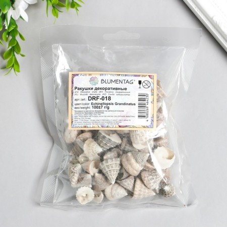 Decorative shells "Zlatka" 100 g ± 7 g, 2.5 cm-2