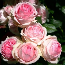 Seedling rose Parkovaya 