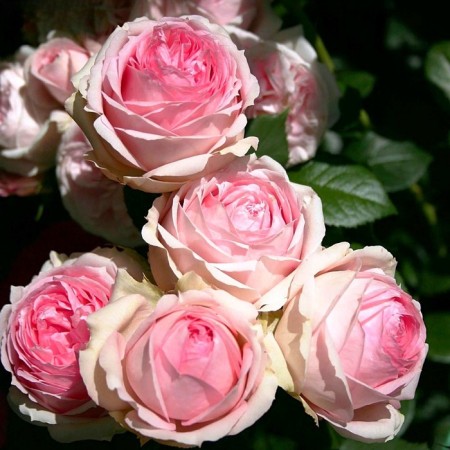 Seedling rose Parkovaya "Feost Lady", tube, 1 pc, spring 2025
