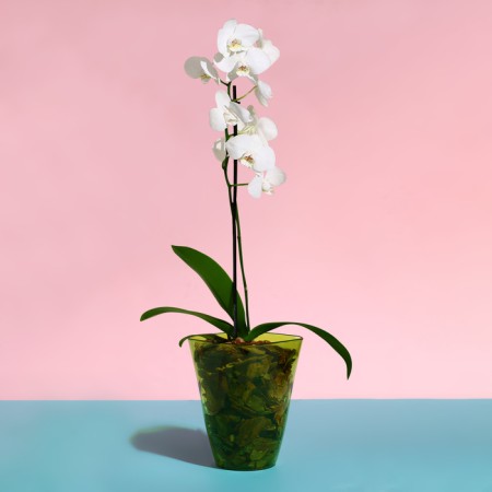 Pot for orchids, 1.5 l, 13 × 17 cm, plastic, transparent green-2