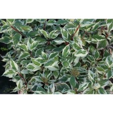 Sahenian Deren White 