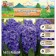 Hyacinth East AIDA, rr 14/15, 4 pcs, autumn 2024
