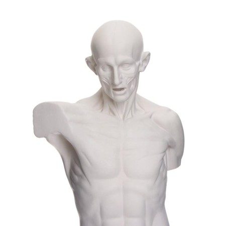 Anatomical gypsum figure: Goidon torso, 12 x 15 x 48 cm-1