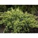Juniper scaly "Holger", P9, 1pc, h 3-20 cm, summer 2024