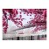 Picture on the canvas "Blooming Sakura in New York" 50*70 cm