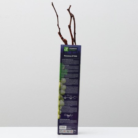 Grape seedling Kishmish No. 342, spring 2024, 1 pc.-1