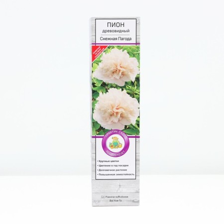 The tree pion "snow pagoda", tube, 1 pc, spring 2025-1