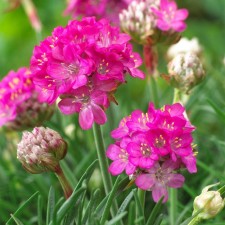 Armeria Primorskaya Armada Rose, I Rr., 1 pc, 20 h (cm), spring 2025