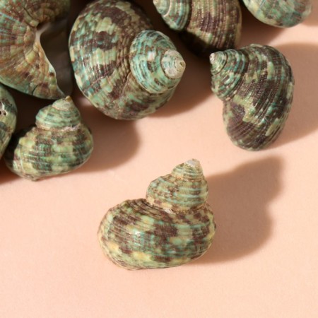 Natural decorative shells "Green shell" set 100 grams-1