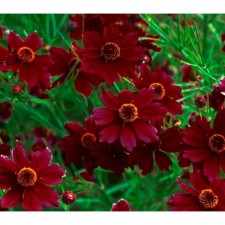 Coreopsis Limrok Rubi, pot C2, 1 pc, summer 2024