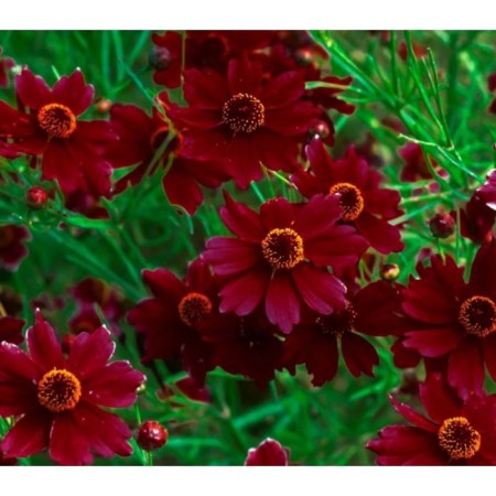 Coreopsis Limrok Rubi, pot C2, 1 pc, summer 2024