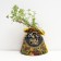 Seedling Kuril tea (cinquefoil) Glamur Gerl, pot P9, summer 2024