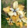 Iris Siberian Flying Fiddles, Rr. I, 1 pc, spring 2025