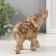 Polystone souvenir "Elephant, flowers and patterns on the blanket" Gold and Bezh 12.5x5x13 cm