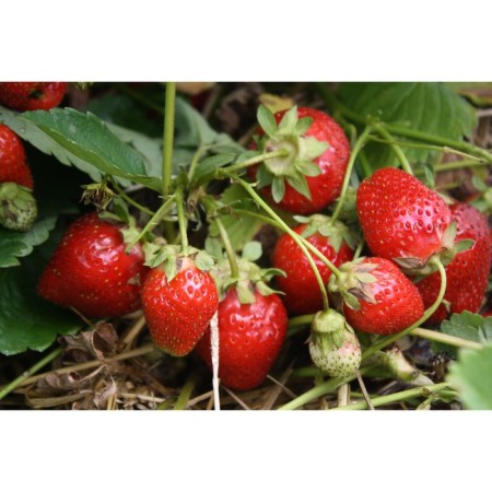 Strawberry Garden Faith, P9 Pot, 1 pc, summer 2024