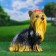 Garden figure "Yorkshire Terrier Singing" Big 30x20x35cm