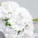 Flowers for decorating "Astra White" 1 bouquet = 6 colors 10 cm