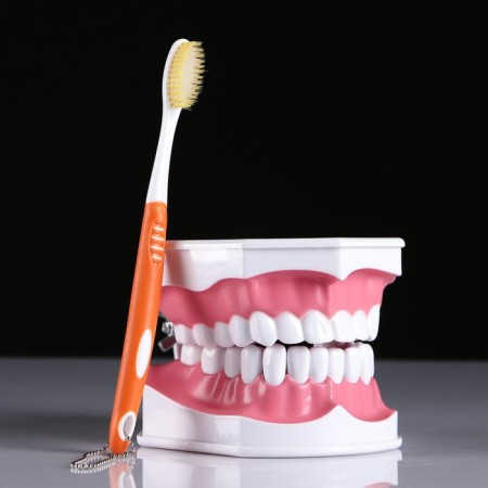 Model "Human Jaw" 12*9cm-1