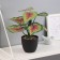 Bonsai in the pot "Kaladium premium Extra" 21x10 cm, mix