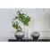 Eucalyptus branch, height 50 cm, green color