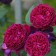 Claimber Rosa Falstuff Rosa, Plesy, 1 pc, spring 2024