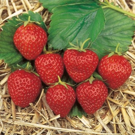 Strawberry Gardener Ostara, P9 pot, 1 pc, summer 2024