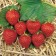 Strawberry Gardener Ostara, P9 pot, 1 pc, summer 2024