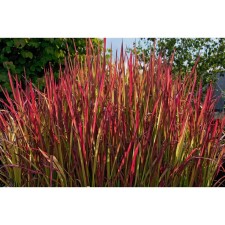 Emperor Cylindrical Red Baron, C2 pot, H10-50 height, 1 pc, summer 2024