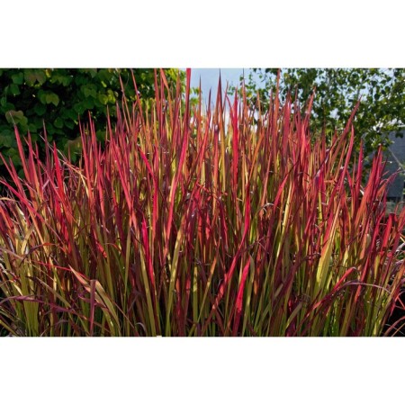 Emperor Cylindrical Red Baron, C2 pot, H10-50 height, 1 pc, summer 2024