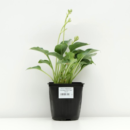 Hybrid Host "Pasifik Blue Edge", pot C3, 1 pc, spring 2024-2