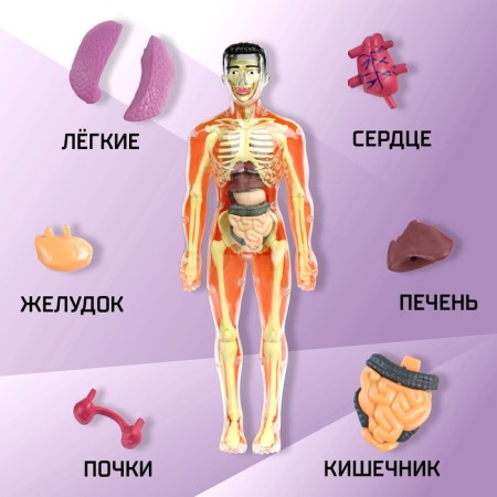 Set for experiments "body structure", human anatomy-2