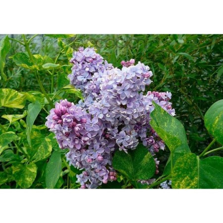 Sahenian Ordinary Lilac "AucubaEfolia", P9 pot, Summer 2024