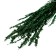 Sukhotzet "narrow -leaved lavender", green, 50 -100 g in packaging