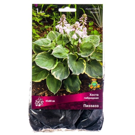 Host Hybrid Pizazaz, I Rn, 1 pc. 45*80 h (cm), autumn 2024