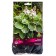 Host Hybrid Pizazaz, I Rn, 1 pc. 45*80 h (cm), autumn 2024