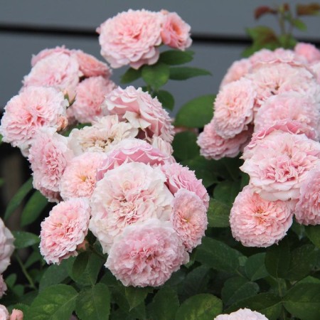 Sahenian Rose "William Christie", Tuba, Spring 2025