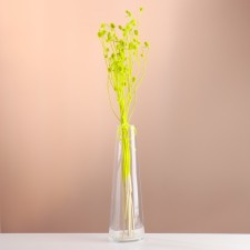 A set of dried flowers 