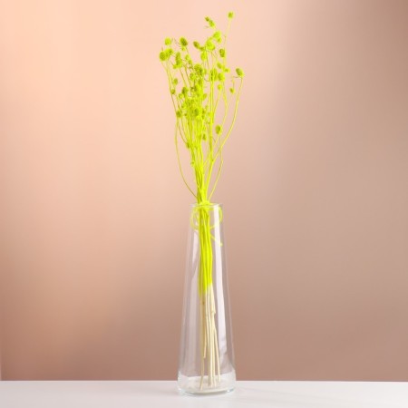 A set of dried flowers "Eringium", ban 5 pcs, length 55 (+/- 6 cm), bright yellow