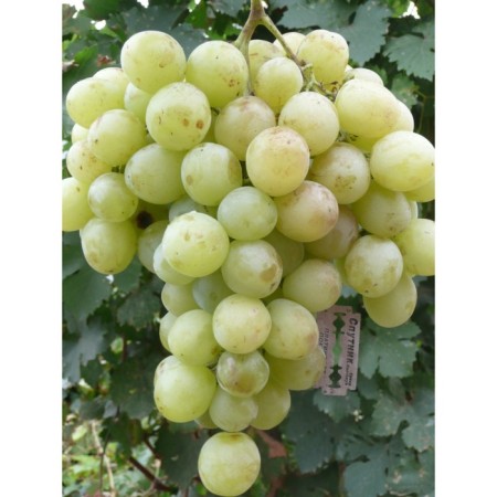 Grapes white miracle, spring 2024, 1 pc.