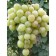 Grapes white miracle, spring 2024, 1 pc.