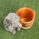 Figure pot "A kitten with a bucket" 18x10x16cm, gray with bronze