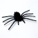 Spider joke, black color