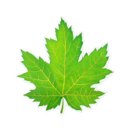 Decoration on the adhesive tape "Maple leaf" Green, 18x18 cm