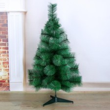 Cedar 