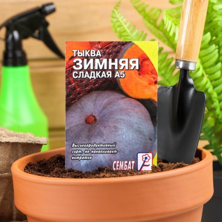 Seeds of pumpkin "Winter Sweet", 1 g