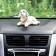 Dog on a car panel shocking his head, large, white color