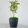 Kashpo for flowers "Chalice" 58x52 cm, 90 l, color anthracite