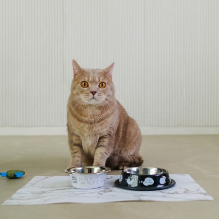 Metal bowl for a cat with a non -slip base “I want to eat”, 235 ml, 15x3.5 cm-4
